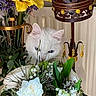 Bella a rejoint le concours — aidez-le/la à gagner de superbes lots ! blue_eyes, bouquet, cat, closeup, cozy, curious, decor, feline, floral_arrangement, flowers, green_leaves, houseplant, indoor, lamp, nature, ornamental, pet, plant, white_cat, yellow_flower