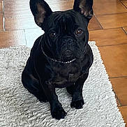 Willow participe au concours pour gagner de l'argent avec cette photo : animal, black_dog, canine, companion, cute, dog, domestic_animal, ears, floor, french_bulldog, furniture, home, indoor, looking_at_camera, pet, portrait, rug, sitting, tile_floor, white_rug