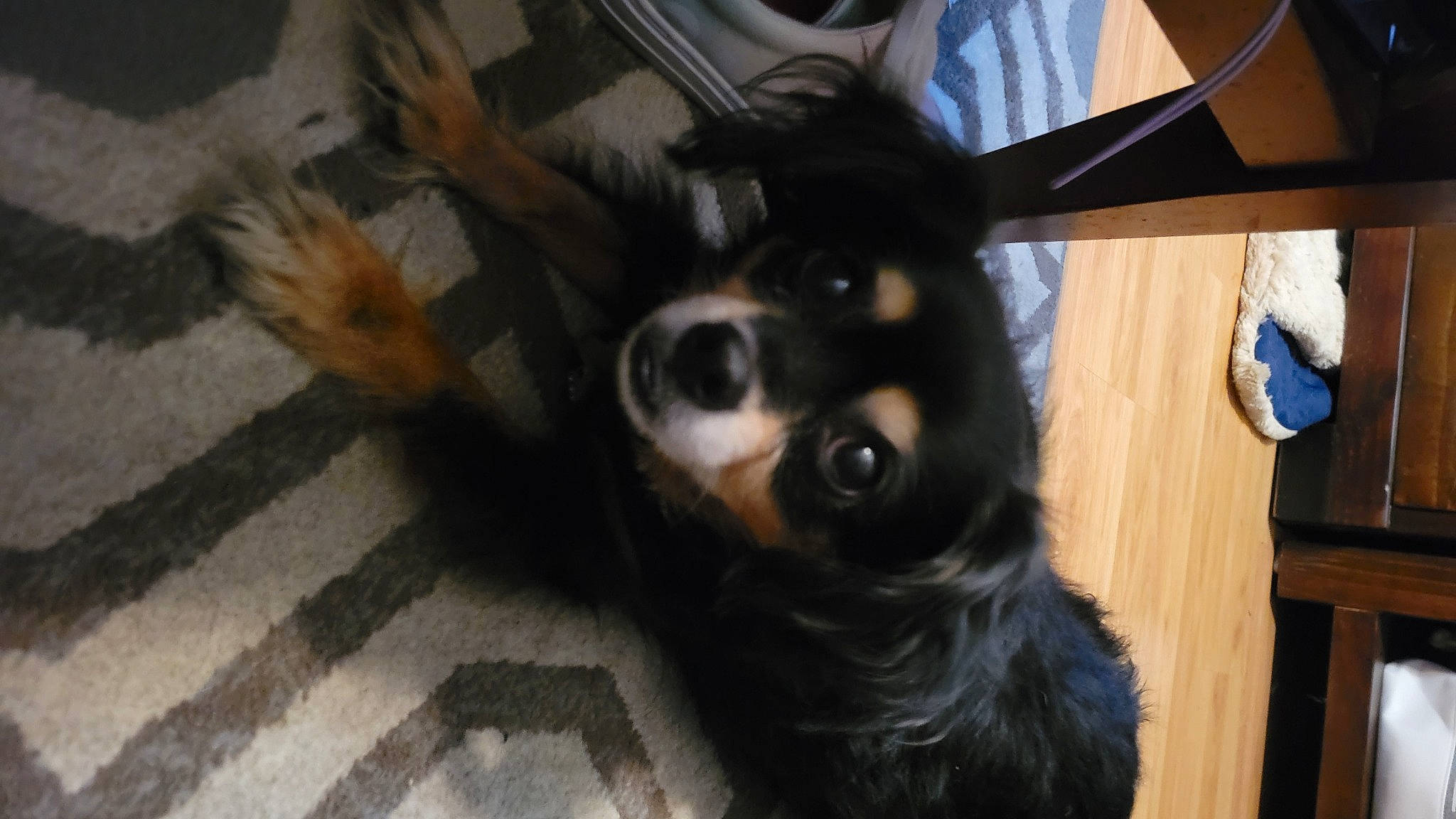 Charlie joined the competition — help win amazing prizes! bernese_mountain_dog, carnivore, chair, companion_dog, dog, dog_breed, fawn, flooring, foot, fur, guard_dog, hardwood, herding_dog, snout, toy_dog, whiskers, wood, working_animal, working_dog