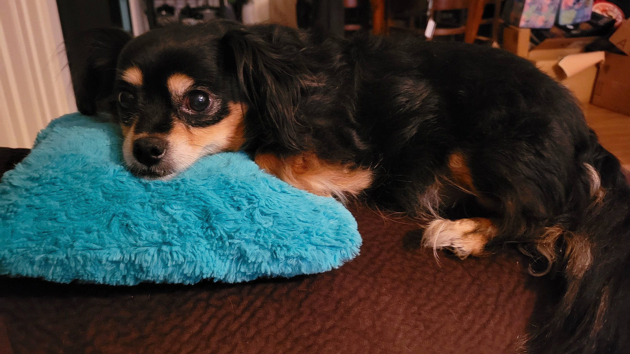 Charlie is registered to the contest to win money with this photo: canidae, carnivore, chair, comfort, companion_dog, corgi_chihuahua, dog, dog_breed, dog_supply, ear, fawn, fur, non_sporting_group, snout, spaniel, terrestrial_animal, terrier, toy_dog, whiskers, working_animal