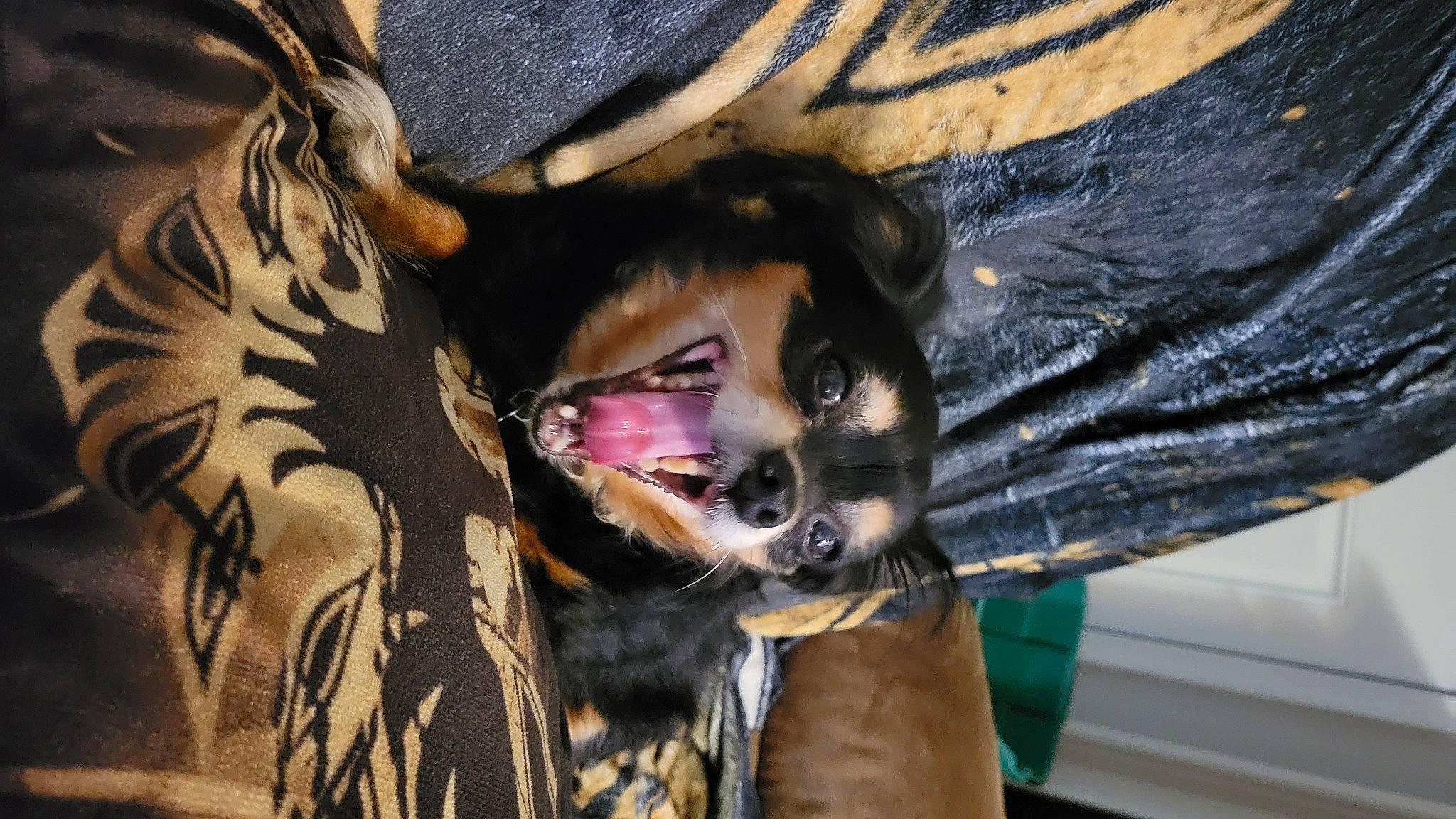 Charlie joined the competition — help win amazing prizes! canidae, carnivore, claw, companion_dog, denim, dog_breed, fang, felidae, fictional_character, fur, guard_dog, jaw, pattern, sleeve, snout, sporting_group, temporary_tattoo, whiskers, wing, working_animal