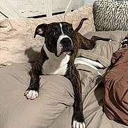 Harley is registered to the contest to win money with this photo: dog, brindle, white_chest, white_paws, floppy_ears, portrait, indoors, bedroom, bed, pillows, blankets, bedding, headboard, furniture, pet, sitting, looking_at_camera, black_and_white, brown, cozy