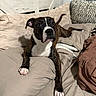 dog, brindle, white_chest, white_paws, floppy_ears, portrait, indoors, bedroom, bed, pillows, blankets, bedding, headboard, furniture, pet, sitting, looking_at_camera, black_and_white, brown, cozy