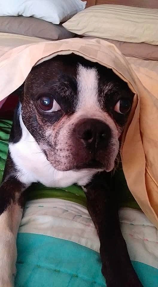 Mason is registered to the contest to win money with this photo: australian_bulldog, boston_terrier, canidae, carnivore, companion_dog, dog, dog_breed, fawn, mammal, molosser, non_sporting_group, nose, pit_bull, puppy, puppy_love, rare_breed_dog, snout, toy_bulldog, valley_bulldog, vertebrate