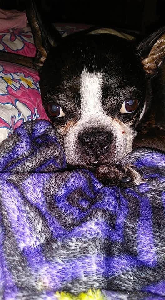 Mason is registered to the contest to win money with this photo: boston_terrier, canidae, carnivore, companion_dog, dog, dog_breed, french_bulldog, mammal, non_sporting_group, puppy, snout, vertebrate, whiskers