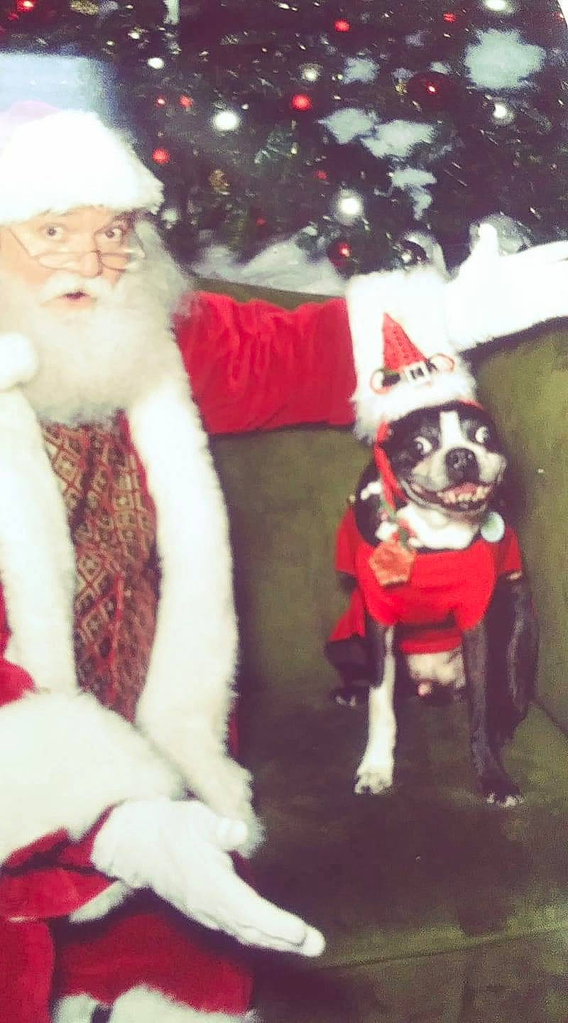 Mason joined the competition — help win amazing prizes! canidae, carnivore, christmas, christmas_eve, companion_dog, dog_breed, fawn, fictional_character, holiday, lap, santa_claus, sporting_group, tail