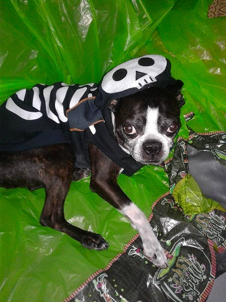 Mason is registered to the contest to win money with this photo: american_staffordshire_terrier, boston_terrier, canidae, carnivore, companion_dog, dog, dog_breed, green, non_sporting_group, puppy, snout, sporting_group