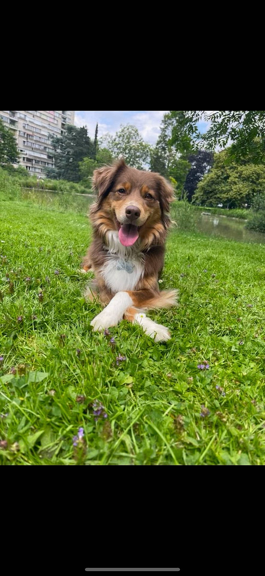 Nala a rejoint le concours — aidez-le/la à gagner de superbes lots ! animal, ball, canine, dog, field, grass, grassland, green, lawn, nature, outdoors, park, pet, plant, puppy, sport, summer, tennis, tennisball, vegetation
