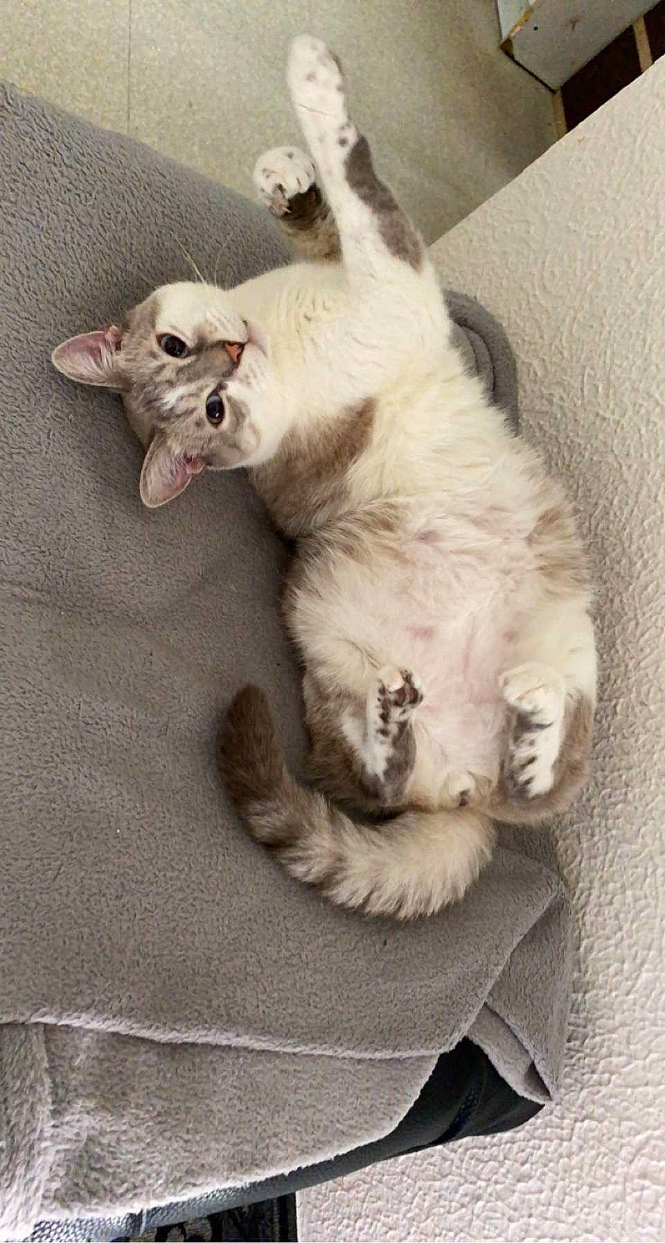 Pistache a rejoint le concours — aidez-le/la à gagner de superbes lots ! canidae, carnivore, cat, claw, comfort, companion_dog, dog_breed, fawn, felidae, fur, grey, nap, paw, small_to_medium_sized_cats, snout, tail, terrestrial_animal, whiskers, wood