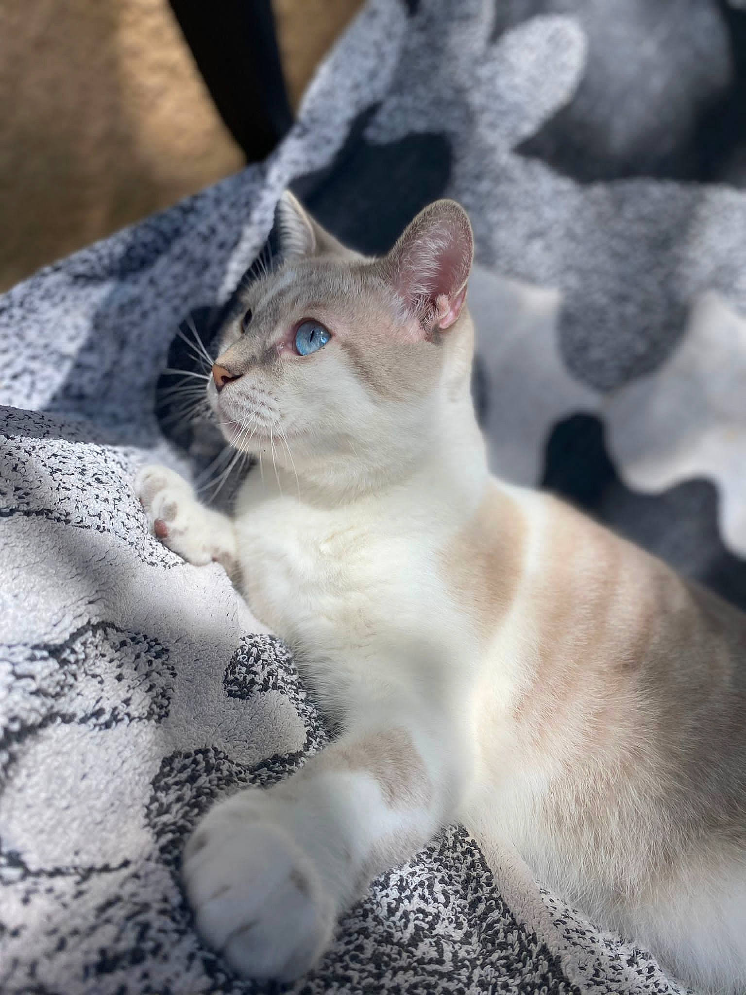 Pistache participe au concours pour gagner de l'argent avec cette photo : carnivore, cat, claw, collar, domestic_short_haired_cat, fawn, felidae, fur, paw, photo_caption, sitting, small_to_medium_sized_cats, snout, tail, terrestrial_animal, whiskers, wildlife, window