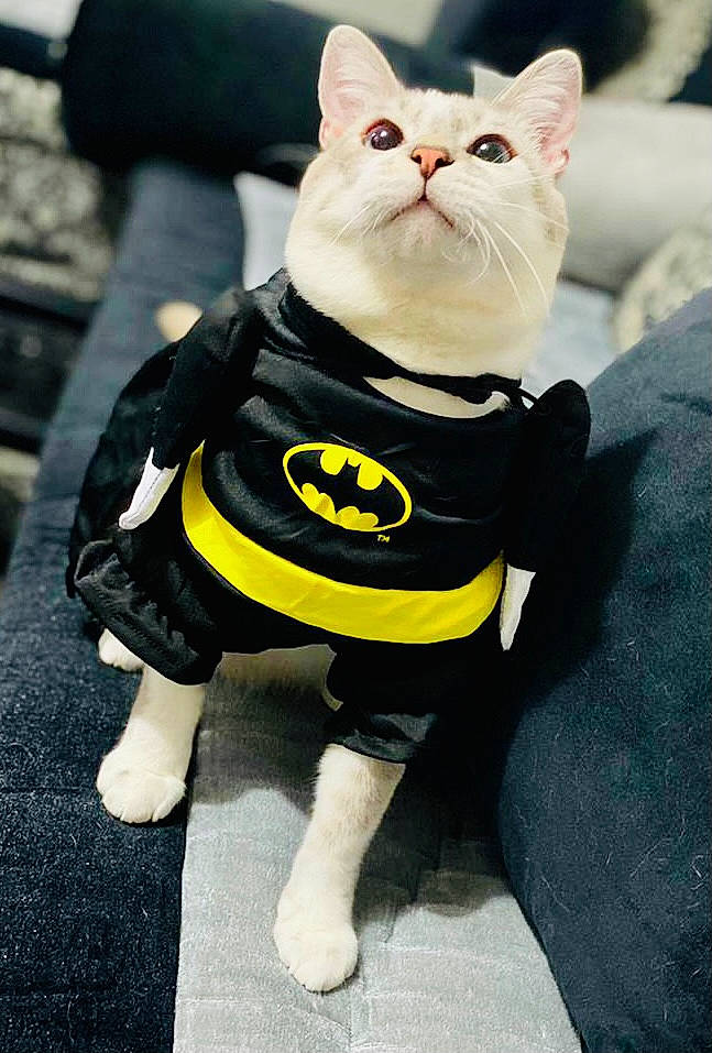 Pistache a rejoint le concours — aidez-le/la à gagner de superbes lots ! carmine, carnivore, cat, fashion_accessory, felidae, fictional_character, figurine, font, fur, glasses, personal_protective_equipment, plush, sitting, sleeve, small_to_medium_sized_cats, snout, stuffed_toy, tail, toy, whiskers