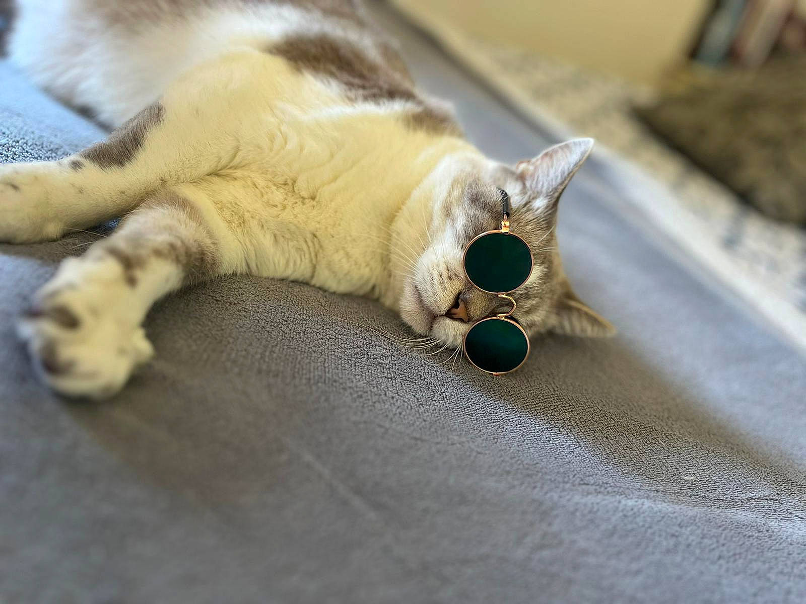 Pistache participe au concours pour gagner de l'argent avec cette photo : carnivore, cat, companion_dog, domestic_short_haired_cat, eyewear, fashion_accessory, fawn, felidae, fur, jewellery, linens, metal, paw, personal_protective_equipment, small_to_medium_sized_cats, tail, terrestrial_animal, vision_care, whiskers, wood