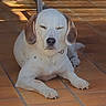 dog, white_dog, brown_ears, sitting, resting, tile_floor, shadow, sunlight, pet, animal, canine, domestic_animal, quiet, relaxed, outdoor, daytime, paw, nose, ears, fur
