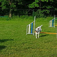 Taz a rejoint le concours — aidez-le/la à gagner de superbes lots ! animal_sports, canidae, dog_agility, dog_sports, flyball, grass, hurdle, lawn, obedience_training, rally_obedience, sports