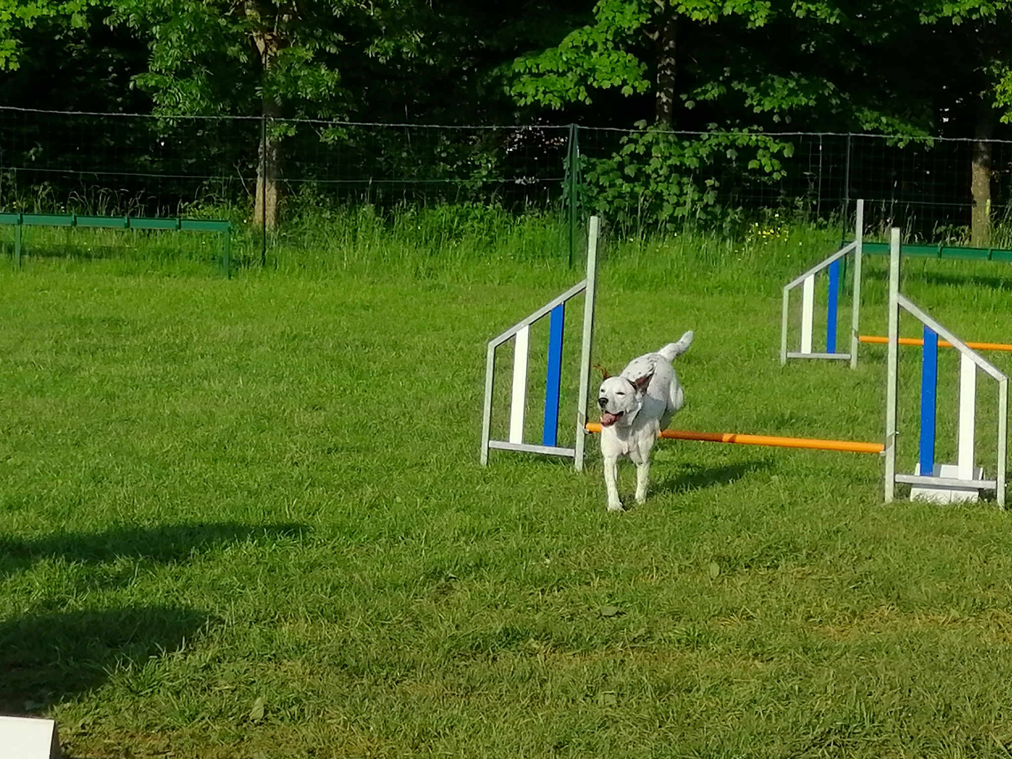 Taz