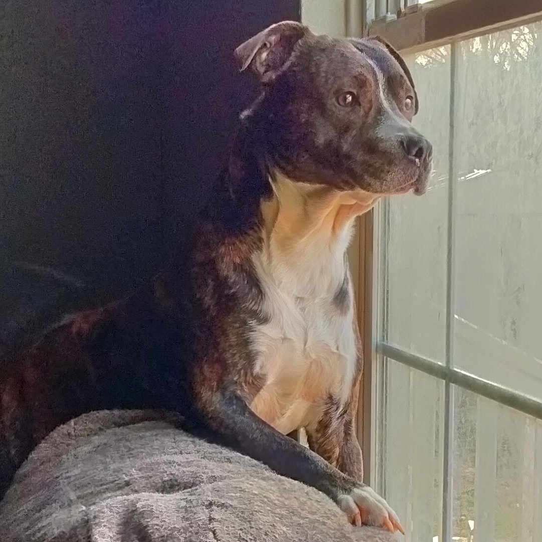 Sergeant is registered to the contest to win money with this photo: dog, window, couch, pet, animal, indoor, light, shadow, fur, paw, resting, looking_out, calm, brown, white, black, portrait, home, quiet, cozy