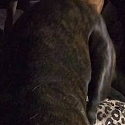 Harley joined the competition — help win amazing prizes! dog, animal, collar, dark, indoor, pet, furry, closeup, shadow, canine, mammal, companion, looking, head, face, fur, domestic, friend, indoor_lighting, blur