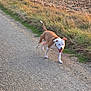 dog, brown_and_white, outdoor, grass, field, path, panting, canine, animal, walking, nature, daylight, pet, happy, tongue_out, summer, sunlight, ears_up, road, playful