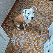 Vysta a rejoint le concours — aidez-le/la à gagner de superbes lots ! dog, indoor, tile_floor, brown, white, patterned_floor, pet, canine, seated, looking_up, wall, wooden_furniture, collar, floor_tiles, animal, domestic_animal, ears, paw, cute, companion