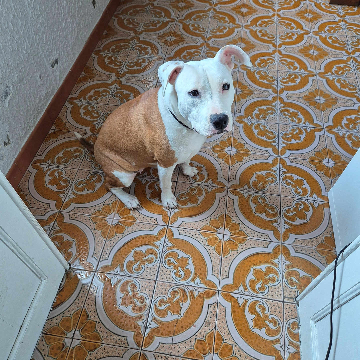 Vysta a rejoint le concours — aidez-le/la à gagner de superbes lots ! animal, brown, canine, collar, companion, cute, dog, domestic_animal, ears, floor_tiles, indoor, looking_up, patterned_floor, paw, pet, seated, tile_floor, wall, white, wooden_furniture