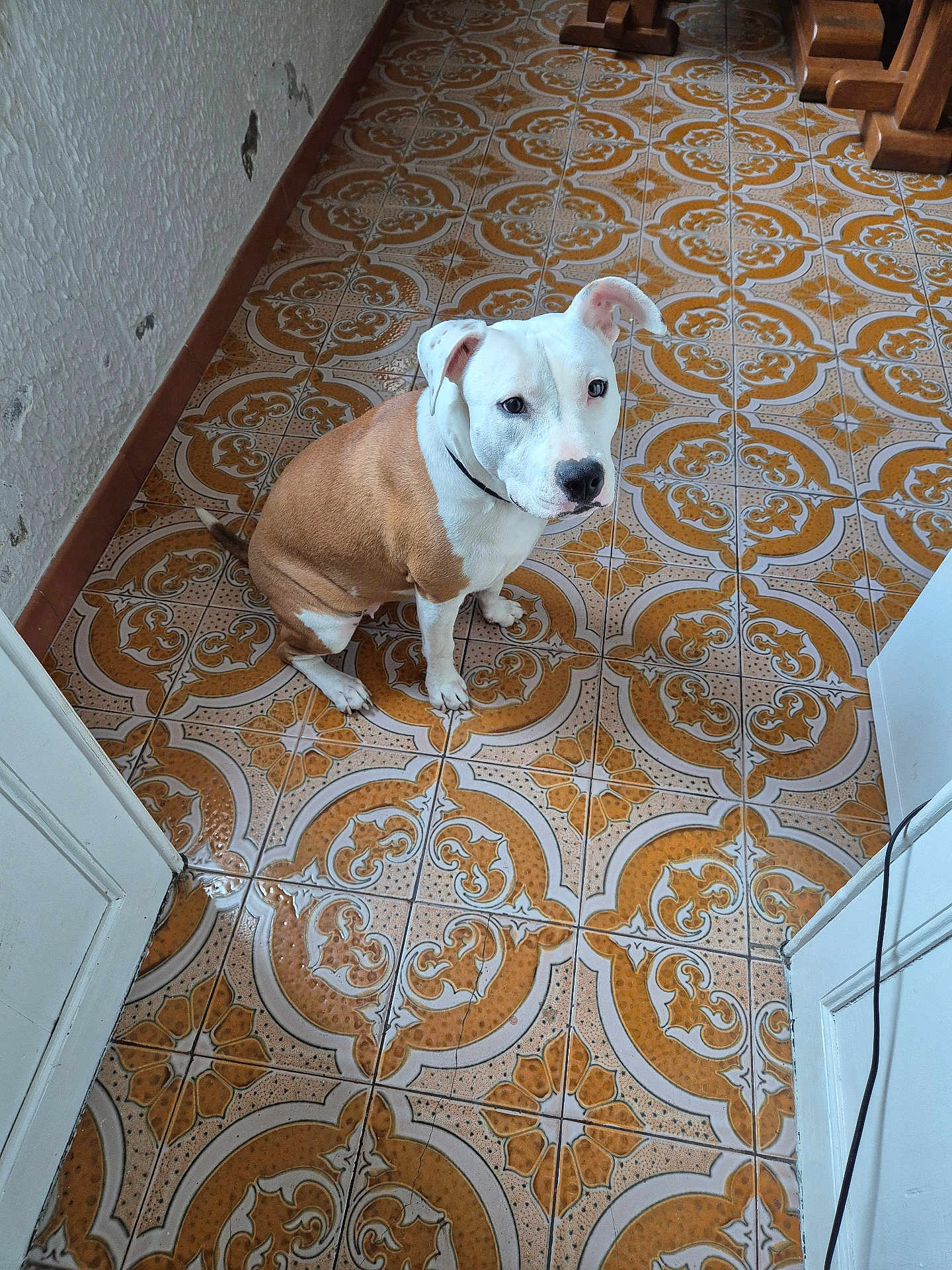 Vysta a rejoint le concours — aidez-le/la à gagner de superbes lots ! dog, indoor, tile_floor, brown, white, patterned_floor, pet, canine, seated, looking_up, wall, wooden_furniture, collar, floor_tiles, animal, domestic_animal, ears, paw, cute, companion