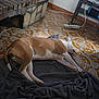dog, blanket, floor, tile, fireplace, wood, window, television, gaming_console, controller, cable, power_strip, indoor, resting, brown_and_white, pet, cozy, living_room, furniture, relaxation