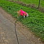 dog, leash, grass, road, field, countryside, sky, cloudy, greenery, outdoor, pet, walking, nature, fence, canine, sniffing, rural, animal, clothing, pink