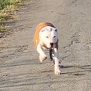 Vysta participe au concours pour gagner de l'argent avec cette photo : active, animal, canine, daylight, dog, energetic, fur, grass, leash, mammal, motion, nature, outdoor, path, pet, road, running, single_animal, sunlight, walking_path