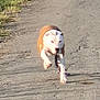 dog, running, path, grass, outdoor, animal, pet, motion, daylight, nature, canine, fur, walking_path, sunlight, single_animal, mammal, energetic, active, road, leash