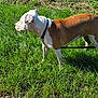 dog, brown, white, grass, outdoor, pet, animal, collar, leash, sunlight, nature, field, alert, side_view, canine, walking, greenery, daytime, mammal, domestic_animal
