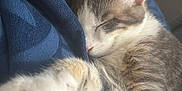 Antunn a rejoint le concours — aidez-le/la à gagner de superbes lots ! cat, kitten, sleeping, paw, feline, cozy, blanket, soft, closeup, whiskers, nap, relaxing, fur, cute, domestic_animal, pet, indoor, resting, mammal, adorable