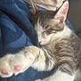 cat, kitten, sleeping, paw, feline, cozy, blanket, soft, closeup, whiskers, nap, relaxing, fur, cute, domestic_animal, pet, indoor, resting, mammal, adorable