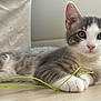 kitten, cat, indoor, floor, string, playful, pet, animal, whiskers, paws, fur, curious, young, cute, tabby, white, gray, closeup, resting, domestic