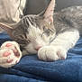 cat, kitten, sleeping, paw, pink_paw_pads, white_fur, gray_fur, close_up, indoor, blanket, soft_texture, relaxation, cute, pet, animal, feline, peaceful, resting, cozy, nap