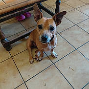 Andy participe au concours pour gagner de l'argent avec cette photo : dog, brown_dog, sitting, floor, tile_floor, wooden_table, table_leg, pink_crocs, foot, leopard_print, pet, indoors, looking_up, ears, collar, curious, animal, domestic, cute, floor_tiles
