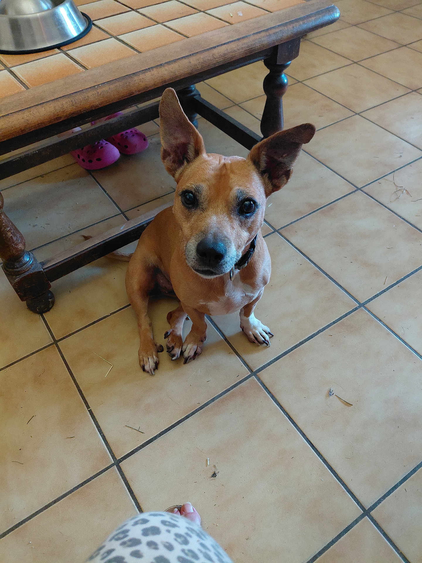 Andy participe au concours pour gagner de l'argent avec cette photo : dog, brown_dog, sitting, floor, tile_floor, wooden_table, table_leg, pink_crocs, foot, leopard_print, pet, indoors, looking_up, ears, collar, curious, animal, domestic, cute, floor_tiles