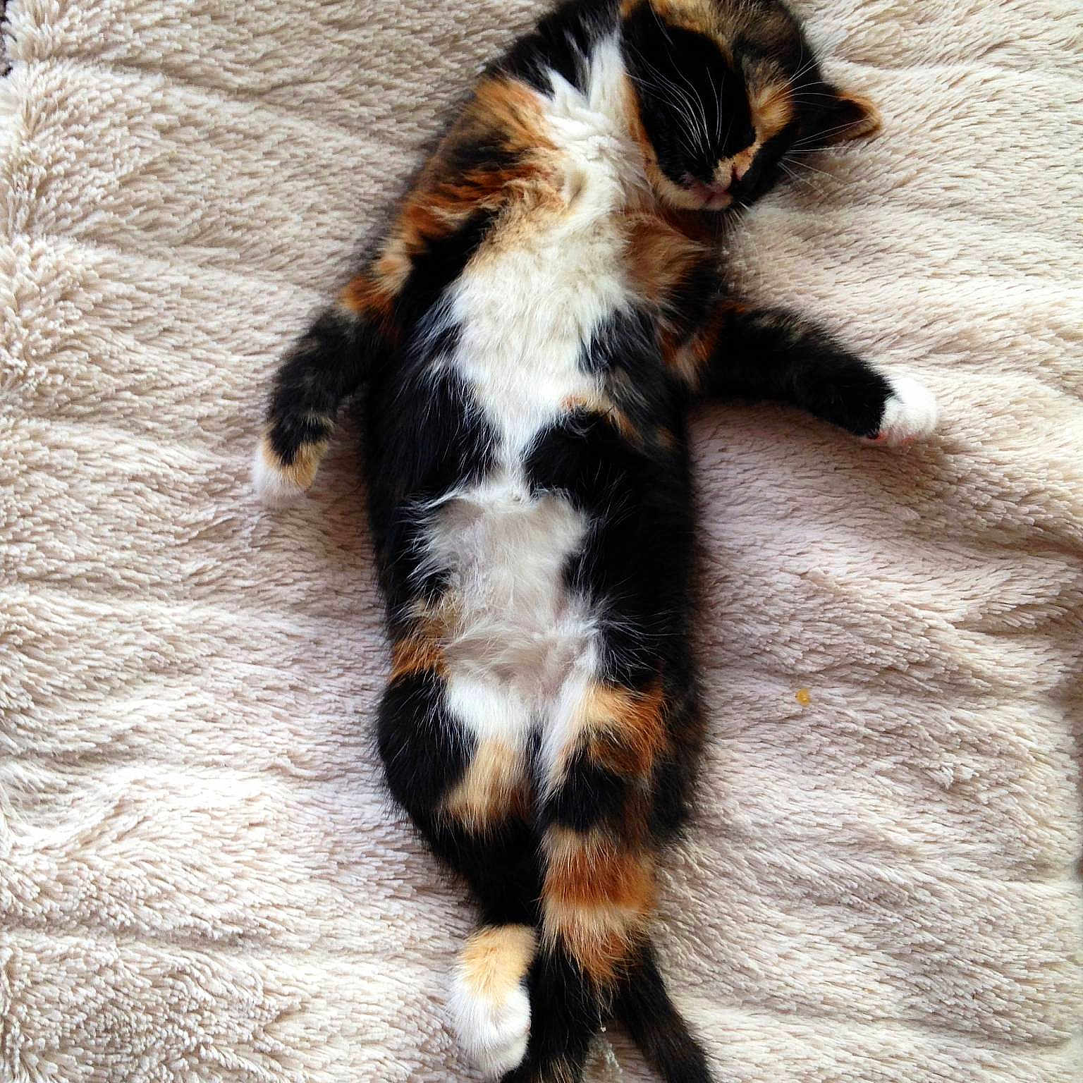 Kali