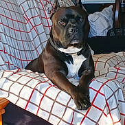 Max is registered to the contest to win money with this photo: alert, black_and_white, blanket, canine, checkered_pattern, collar, couch, dog, ears, furniture, indoor, living_room, muzzle, paws_crossed, pet, pillow, pitbull_type, portrait, printer, sitting