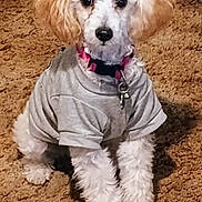Biscuit is registered to the contest to win money with this photo: dog, white_dog, small_dog, curly_fur, pet, indoor, carpet, gray_shirt, collar, tag, cute, sitting, looking, ears, fur, animal, domestic_animal, front_legs, floor, household