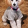 dog, white_dog, small_dog, curly_fur, pet, indoor, carpet, gray_shirt, collar, tag, cute, sitting, looking, ears, fur, animal, domestic_animal, front_legs, floor, household