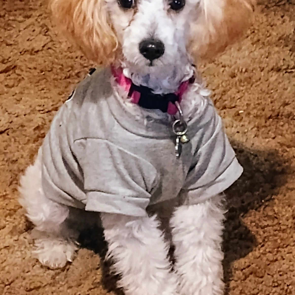 Biscuit is registered to the contest to win money with this photo: animal, carpet, collar, curly_fur, cute, dog, domestic_animal, ears, floor, front_legs, fur, gray_shirt, household, indoor, looking, pet, sitting, small_dog, tag, white_dog