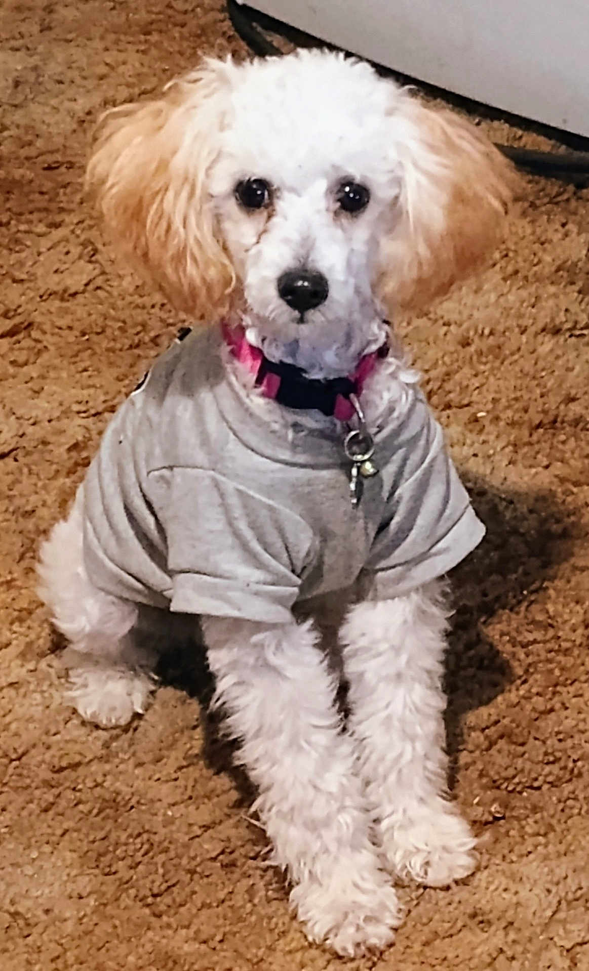 Biscuit is registered to the contest to win money with this photo: dog, white_dog, small_dog, curly_fur, pet, indoor, carpet, gray_shirt, collar, tag, cute, sitting, looking, ears, fur, animal, domestic_animal, front_legs, floor, household