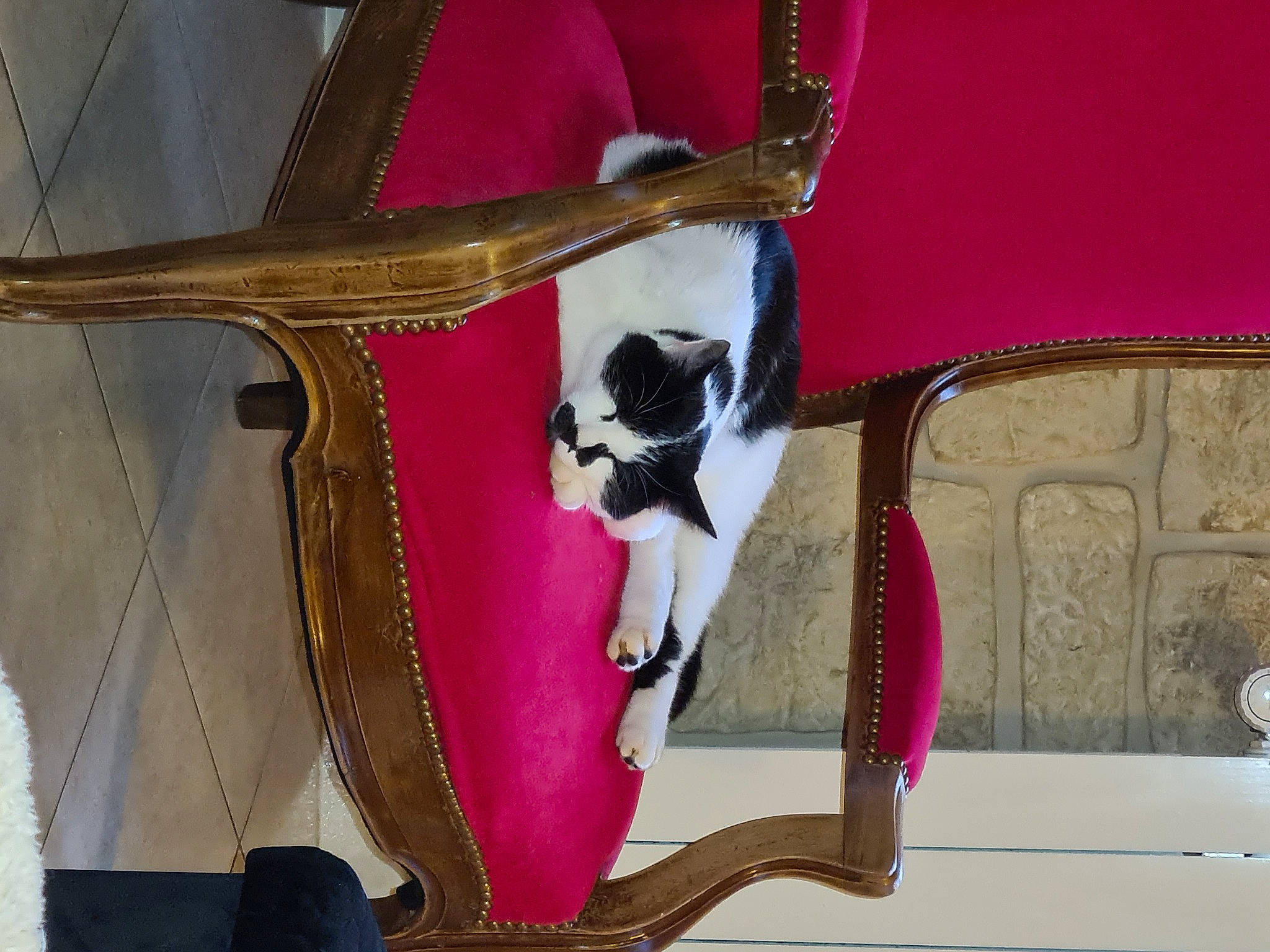 Nunuss a rejoint le concours — aidez-le/la à gagner de superbes lots ! canidae, carmine, carnivore, cat, cat_supply, collar, comfort, companion_dog, domestic_short_haired_cat, fawn, felidae, fur, human_leg, pet_supply, small_to_medium_sized_cats, sporting_group, tail, thigh, whiskers, wood