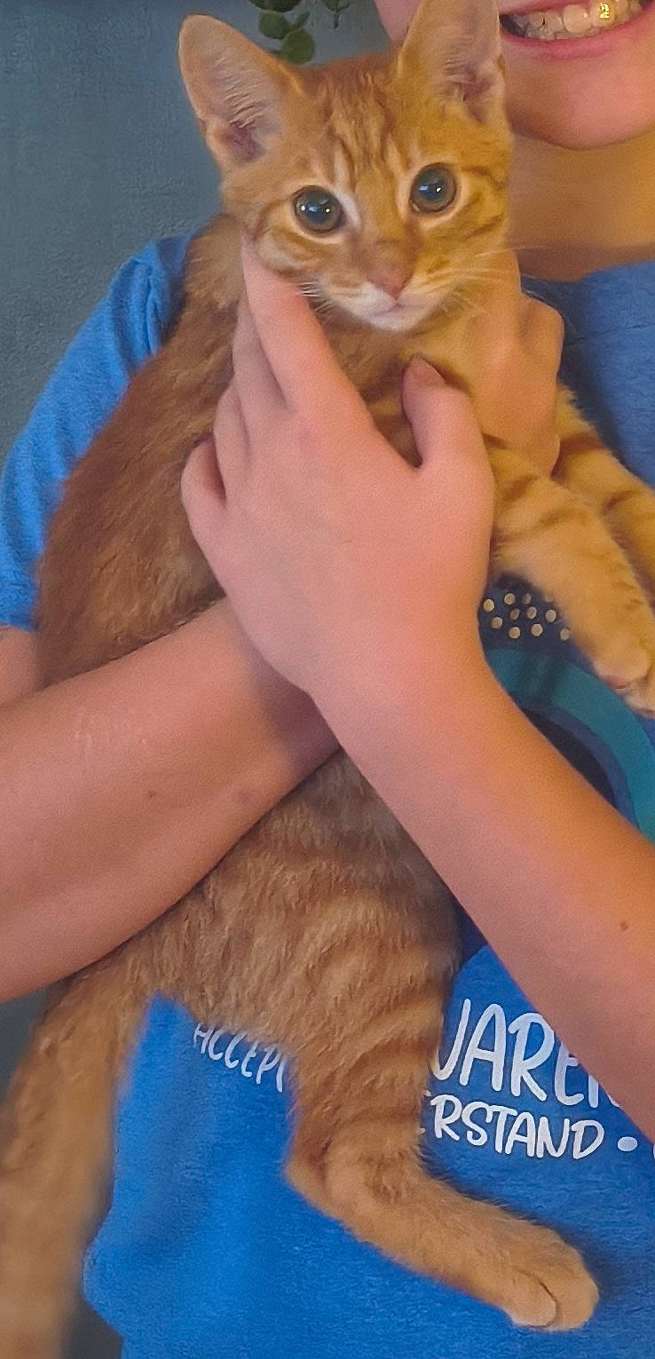 Honey is registered to the contest to win money with this photo: animal, blue_shirt, casual, cat, child, comfort, cute, face, feline, friendly, hands, happy, holding, indoor, orange_tabby, person, pet, portrait, smiling, young