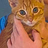 kitten, cat, orange_tabby, pet, close_up, hand, person, face_partial, blue_shirt, indoor, cute, animal, fur, whiskers, eyes, holding, portrait, young_cat, feline, domestic_cat