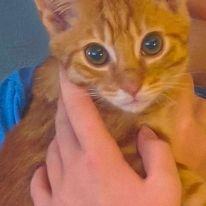 Honey is registered to the contest to win money with this photo: kitten, cat, orange_tabby, pet, close_up, hand, person, face_partial, blue_shirt, indoor, cute, animal, fur, whiskers, eyes, holding, portrait, young_cat, feline, domestic_cat