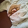 Honey is registered to the contest to win money with this photo: kitten, cat, orange_cat, sleeping, blanket, cozy, fur, paws, nap, cute, indoor, soft_texture, white_blanket, resting, pet, animal, comfort, warm, fur_texture, cute_animal