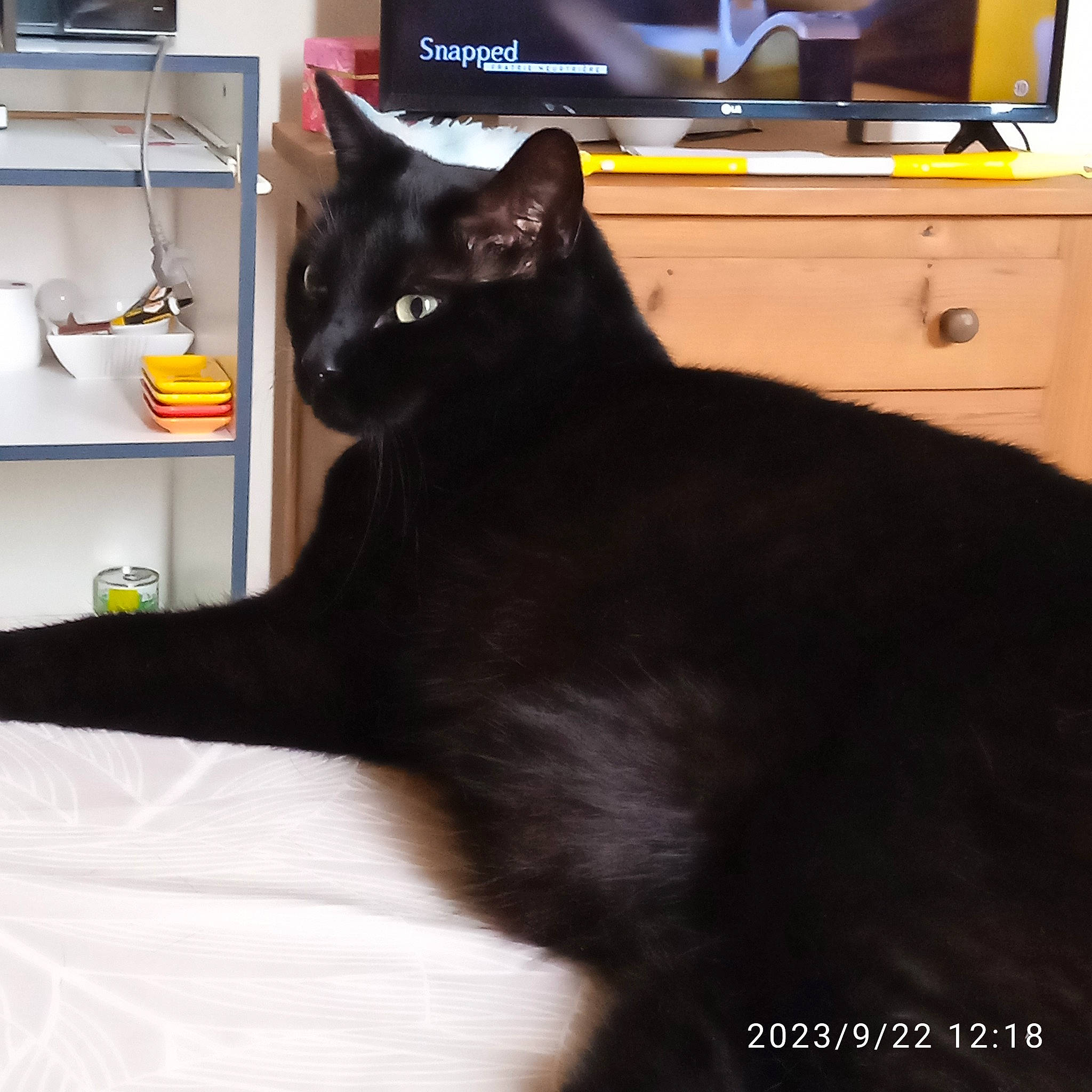 RÈglisse participe au concours pour gagner de l'argent avec cette photo : black_cat, bombay, cabinetry, carnivore, cat, claw, comfort, countertop, domestic_short_haired_cat, drawer, felidae, fur, room, shelf, shelving, small_to_medium_sized_cats, snout, tail, terrestrial_animal, whiskers