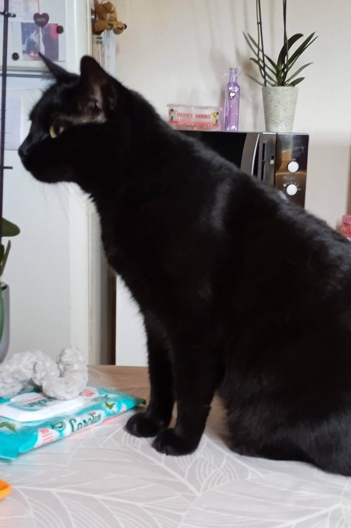 RÈglisse participe au concours pour gagner de l'argent avec cette photo : black_cat, bombay, carnivore, cat, cat_supply, claw, domestic_short_haired_cat, felidae, flowerpot, fur, houseplant, paw, plant, room, small_to_medium_sized_cats, tail, terrestrial_animal, whiskers, window