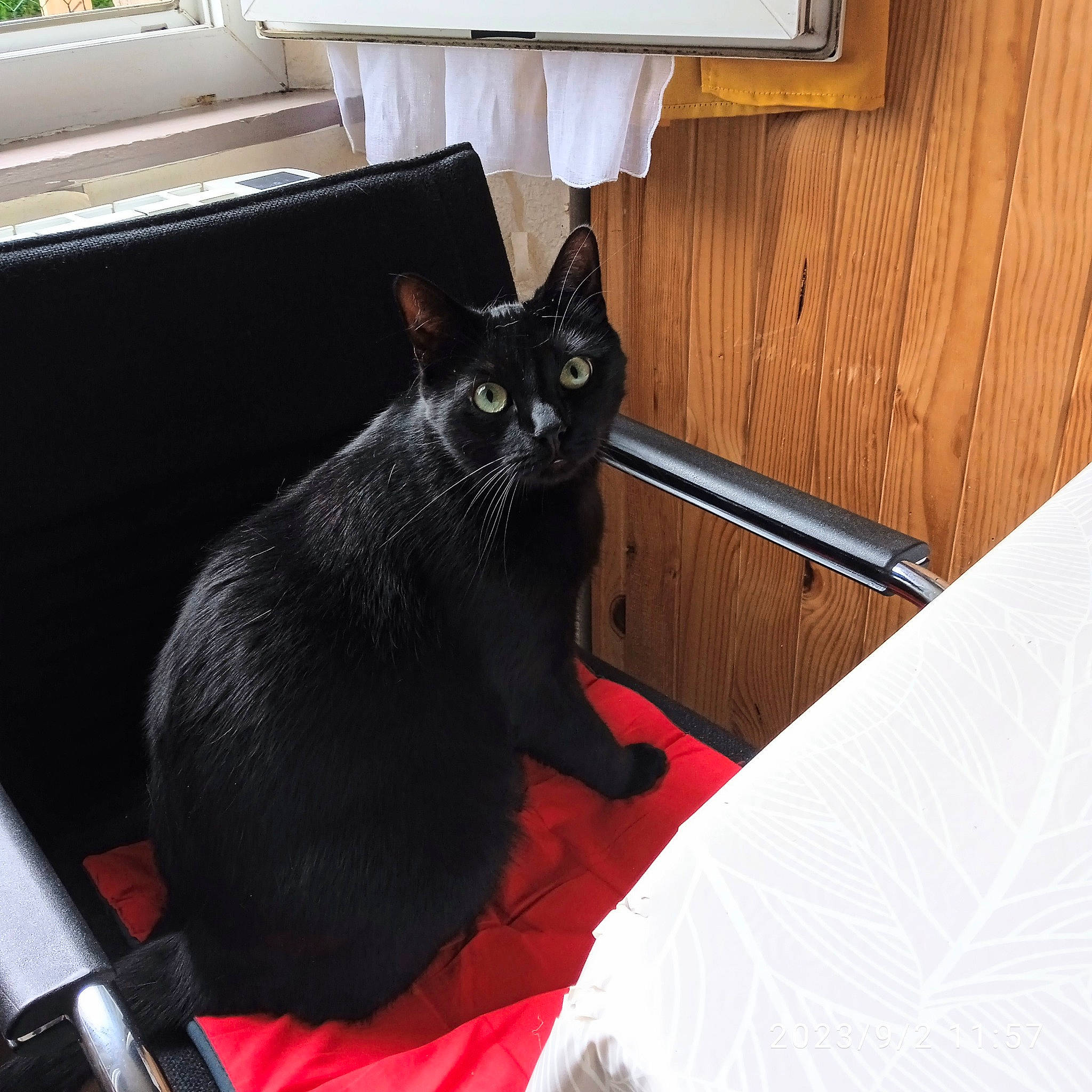 RÈglisse participe au concours pour gagner de l'argent avec cette photo : black_cat, bombay, carnivore, cat, comfort, domestic_short_haired_cat, door, felidae, fur, grey, hardwood, havana_brown, metal, room, small_to_medium_sized_cats, tail, whiskers, wood